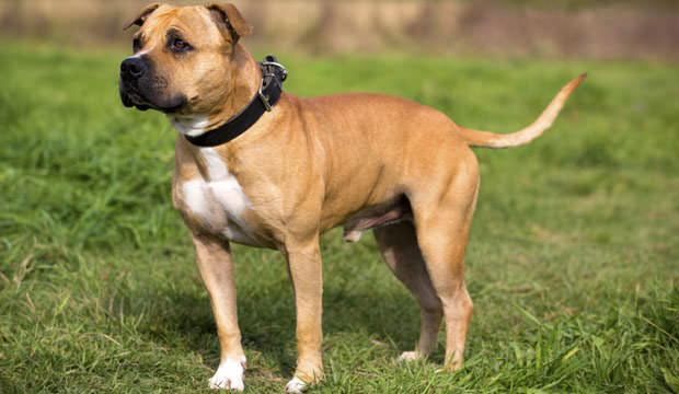 Staffordshire-Bull-Terrier-tsp