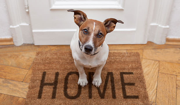 dog-needs-forever-home