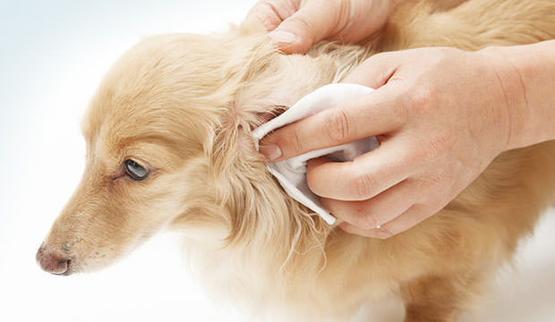 Znalezione obrazy dla zapytania cleaning dog ears