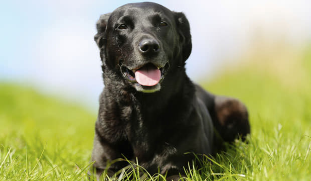 all about black labs