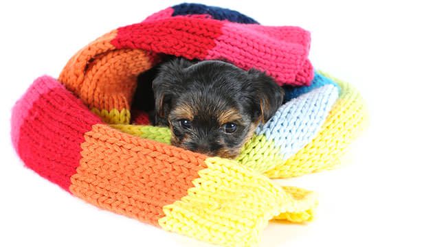 bigstock-Cute-Yorkshire-Terrier-Puppy-P-48761600