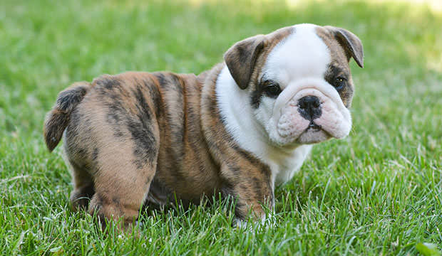 bigstock-cute-english-bulldog-puppy-in--67749790