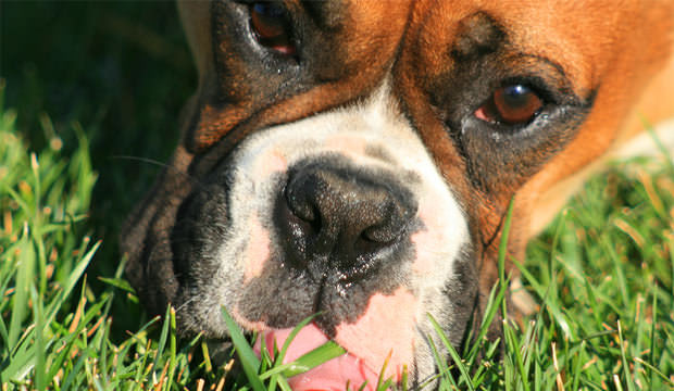 my dog eats grass and dirt