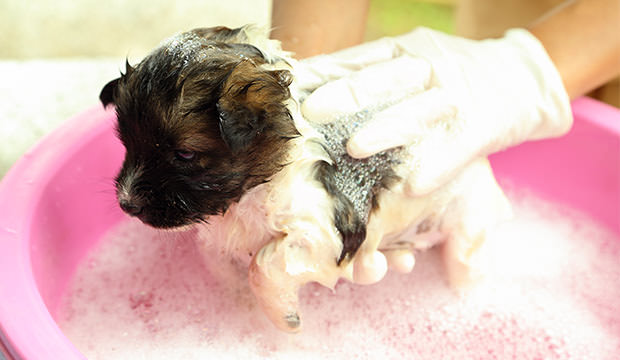 When Is The Right Time For A Puppy To Take The First Bath? Dog Notebook