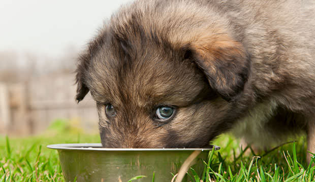 what can you feed a 6 week old puppy
