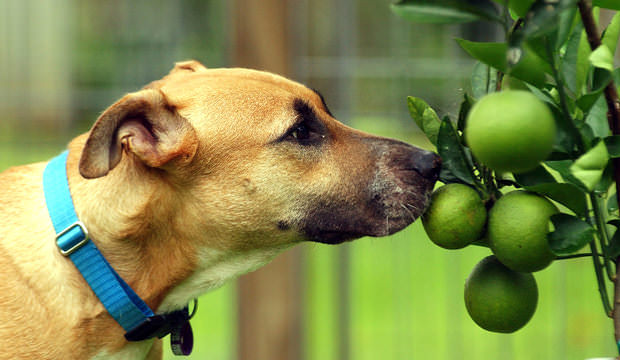 Dog lemon