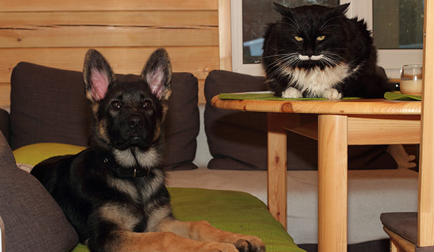 bigstock-German-Shepherd-Puppy-And-Cat-81170942