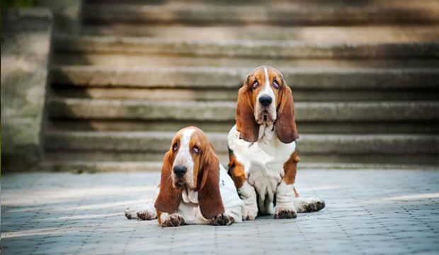 11 surprising facts you probably didn’t know about Basset Hounds