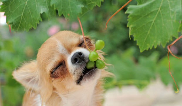 Dog-grapes