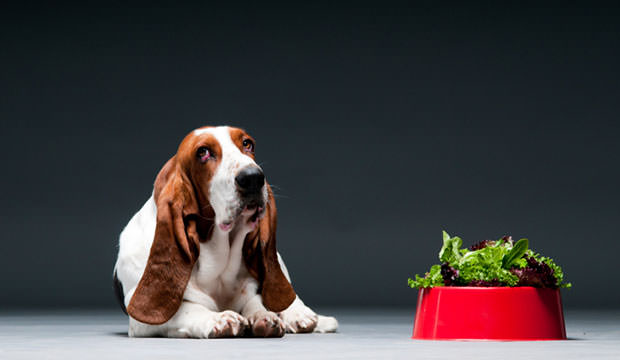 Dog-with-bowl-of-lettuce
