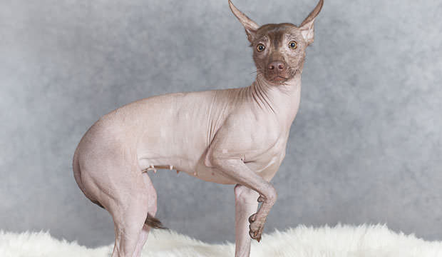 Mexican-Hairless