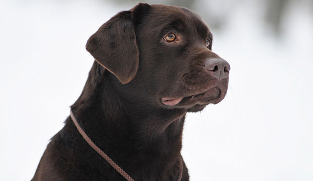 bigstock-Black-Labrador-Portrait-Outdoo-41859214