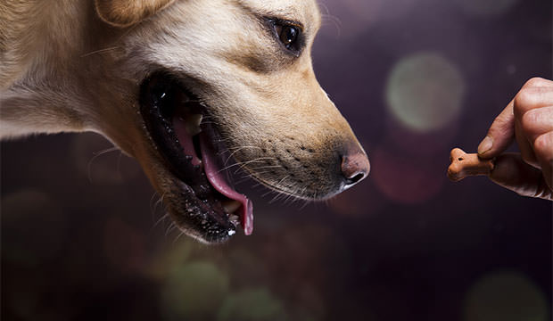 bigstock-Dog-Labrador-Retriever-53048155