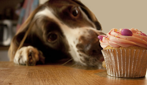 bigstock-Dog-Wanting-Birthday-Cake-6273088