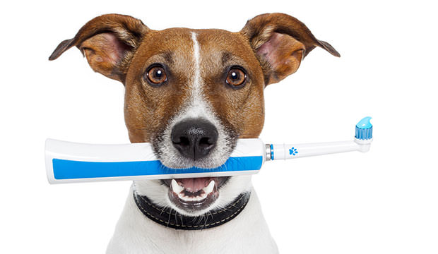 bigstock-Dog-With-Electric-Toothbrush-33478472