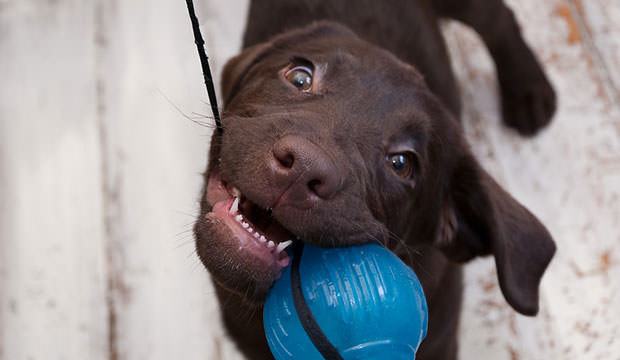 bigstock-Playing-Puppy-Labrador-33331817