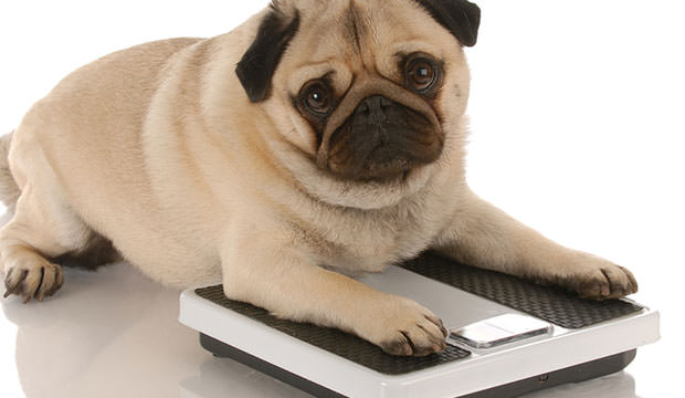 bigstock-Pug-Laying-On-Weigh-Scales-5984636