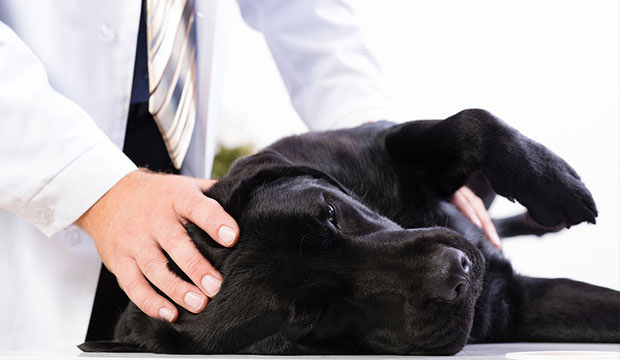 bigstock-vet-checks-the-health-of-a-dog-53073556