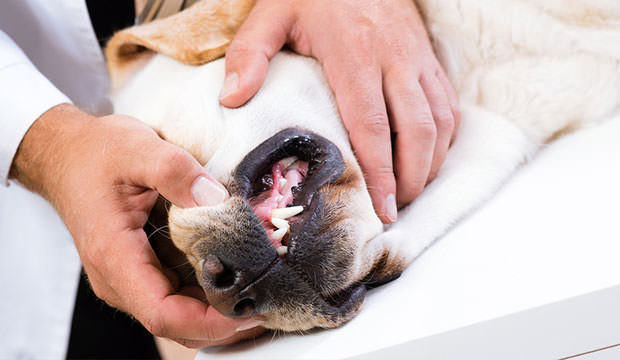 bigstock-vet-checks-the-teeth-of-a-dog-55860137