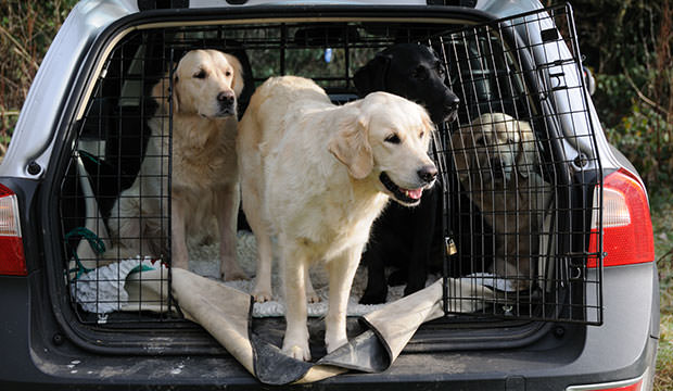 dog-car-pet-carrier