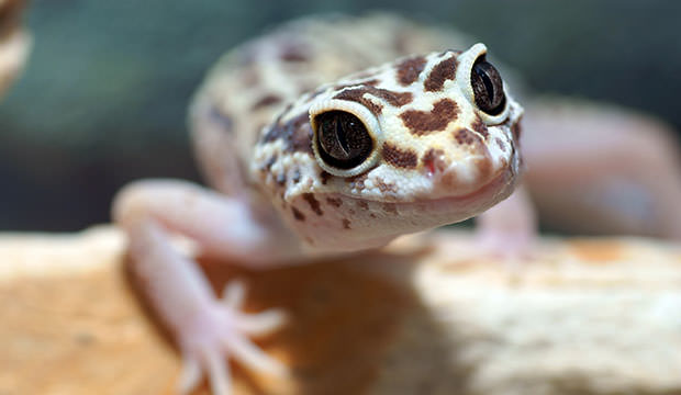 scale-pet-gecko