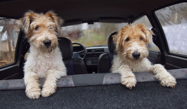 Dog-car-ride