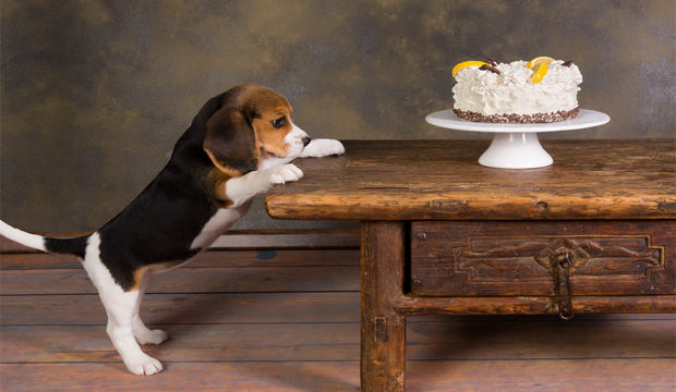 dog-wanting-to-eat-cake