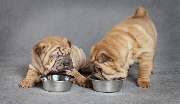 Top 11 tricks to get your new puppy eat his dry dog food - Page 9 of 12