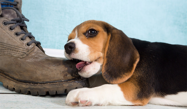dog chewing shoes