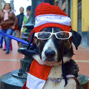 dressing-up-dog