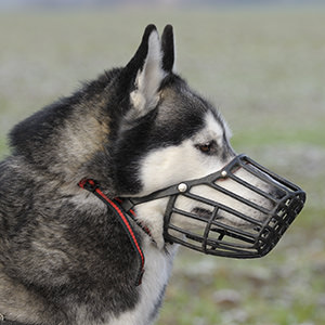 muzzled-dog-1