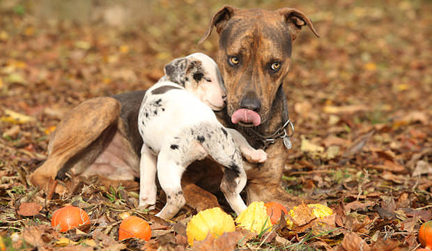 Louisiana Catahoula Dog Playing With Puppy