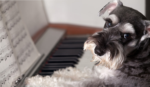 dog piano