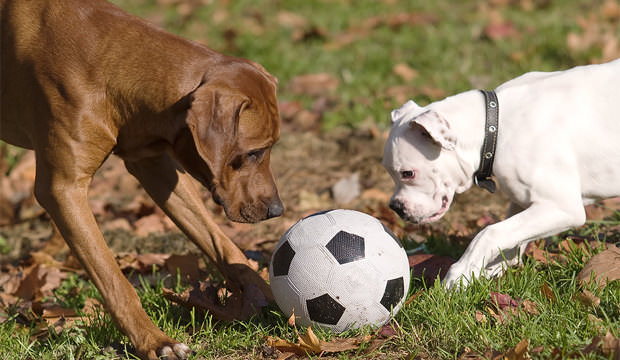 dog soccer