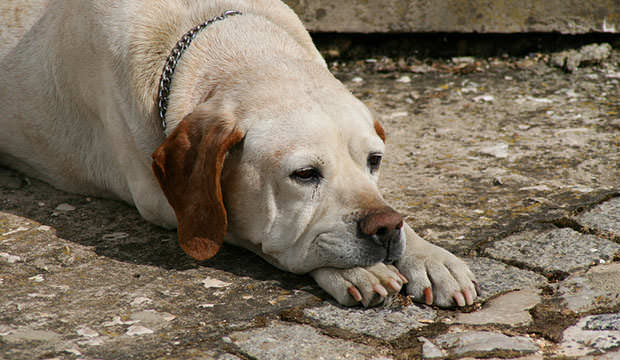 bigstock-Old-Dog-Resting-On-Paws-1911931