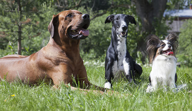 bigstock-Three-Dogs-rhodesian-Ridgebac-50089430