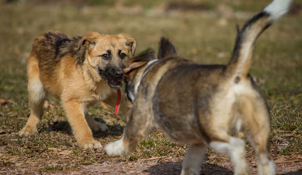 Why-Dogs-Have-Urges-To-Fight-Each-Other-cover-1