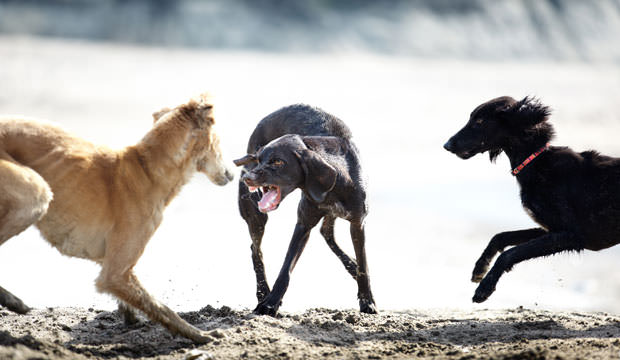 Why-Dogs-Have-Urges-To-Fight-Each-Other-cover-2