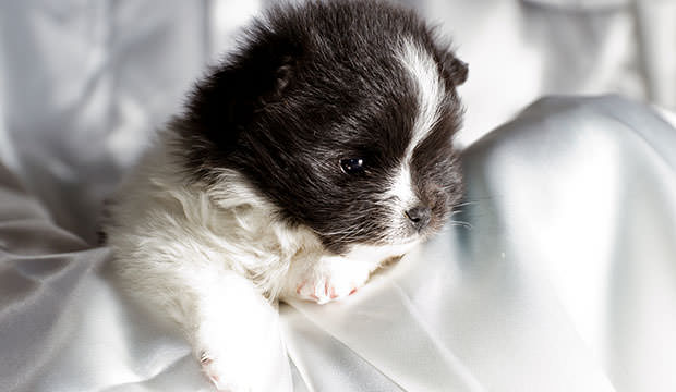 bigstock-Baby-Pomeranian-46932595