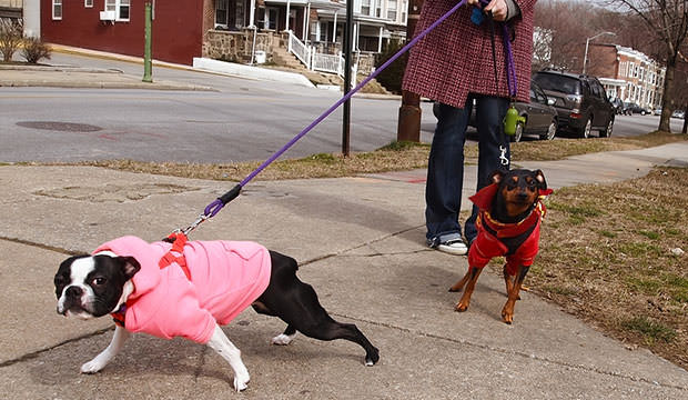 bigstock-Bad-Dogs-On-Leashes-42792883