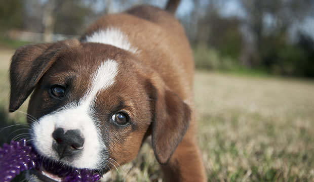 bigstock-Cute-Puppy-30032345