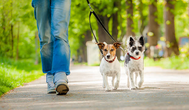bigstock-Dogs-Going-For-A-Walk-64438567