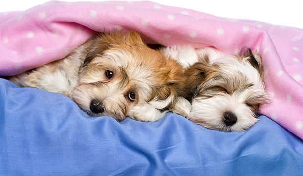 bigstock-Cute-Havanese-Puppies-Are-Lyin-59466272