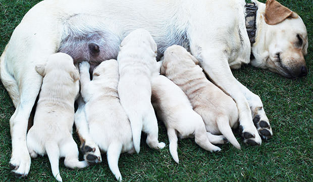 bigstock-Labrador-Puppies-Sucking-Milk--58172507