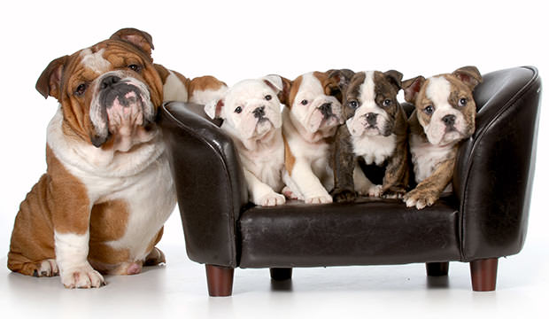 bigstock-dog-family--english-bulldog-f-54143444