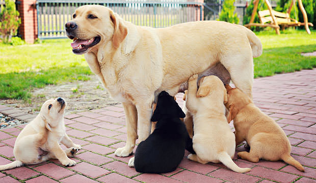 bigstock-mother-with-her-puppy--animal-16769789-(1)