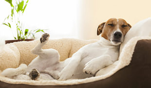Why Dogs Whimper & Moan In Their Sleep