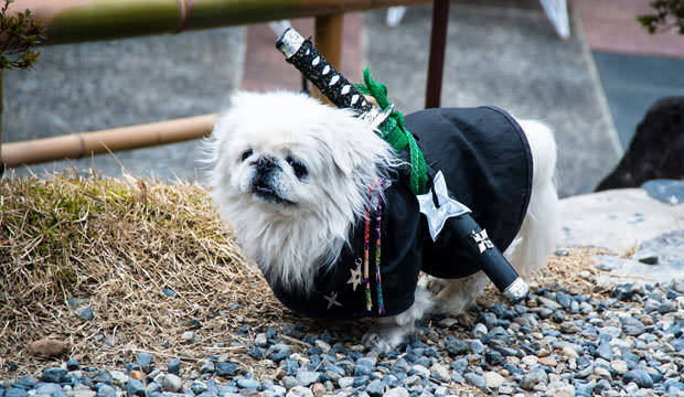 Samurai-dog