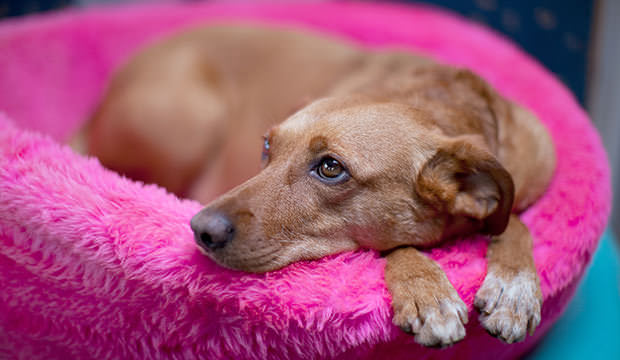 bigstock-Cute-brown-female-dog-in-pink--15622094