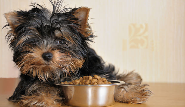 The Right Time To Stop Using Puppy Food & Move To Adult